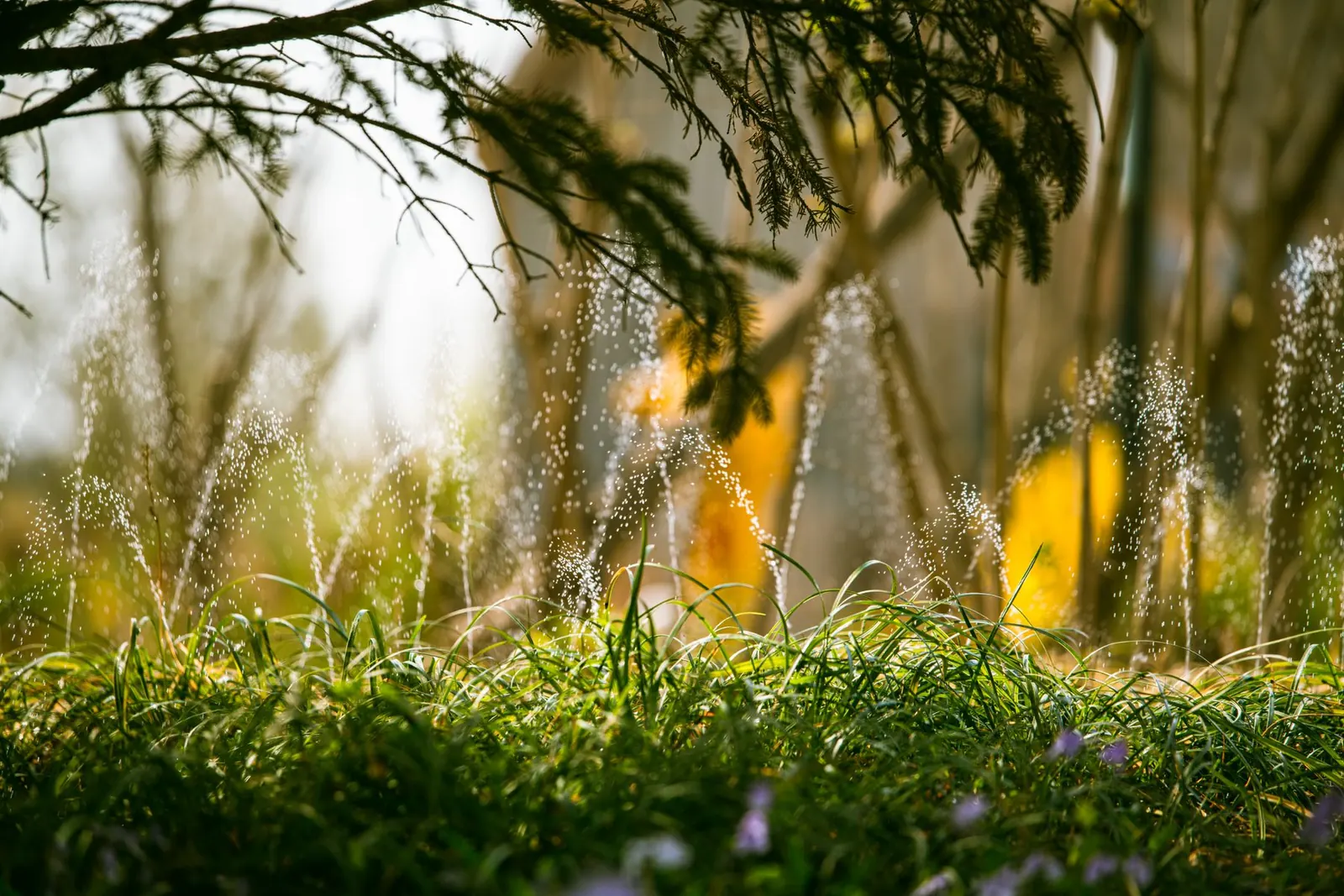 Irrigated turf beside homes in Sun City West, AZ